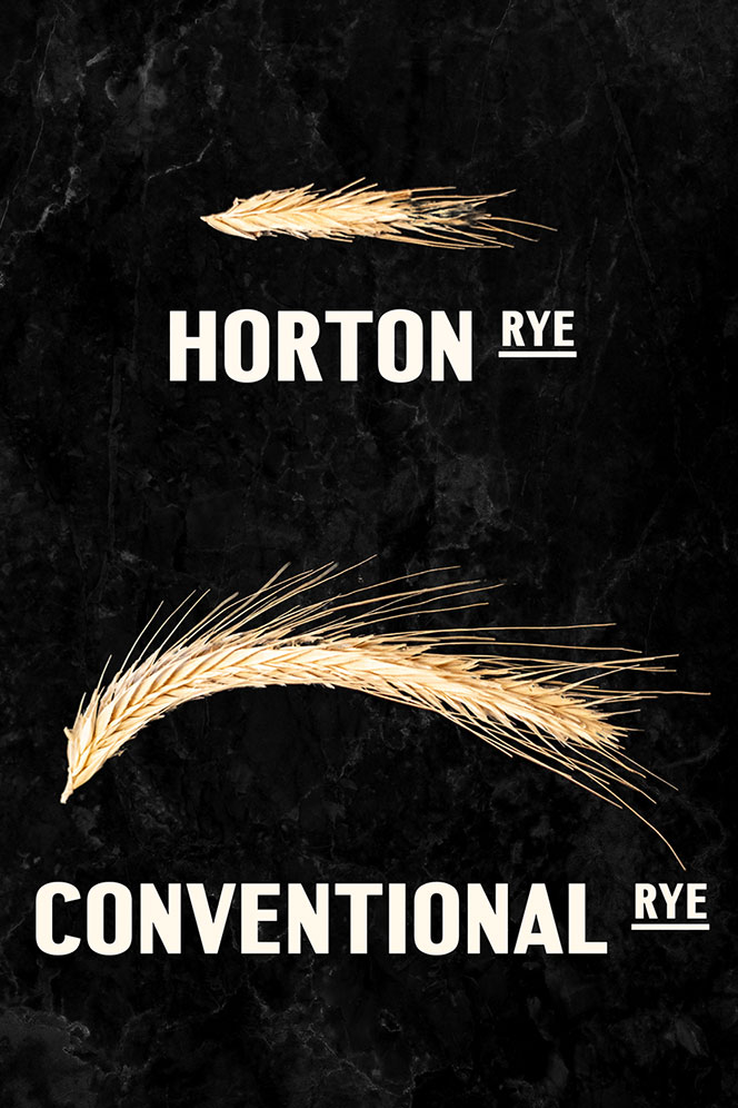 Horton rye vs conventional rye growth from NY Distilling.